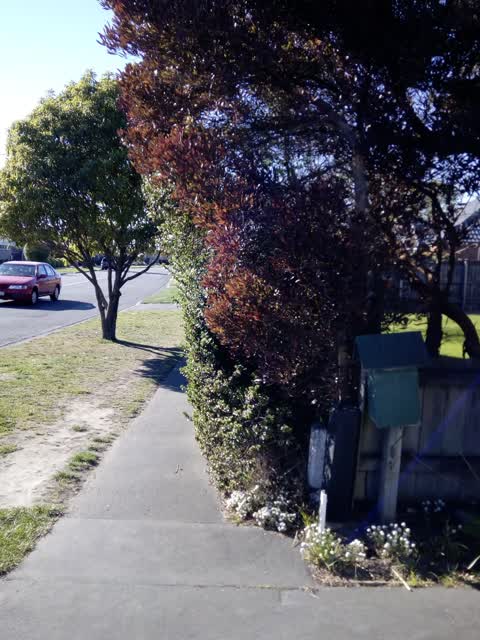 Overgrown Vegetation, a report photo