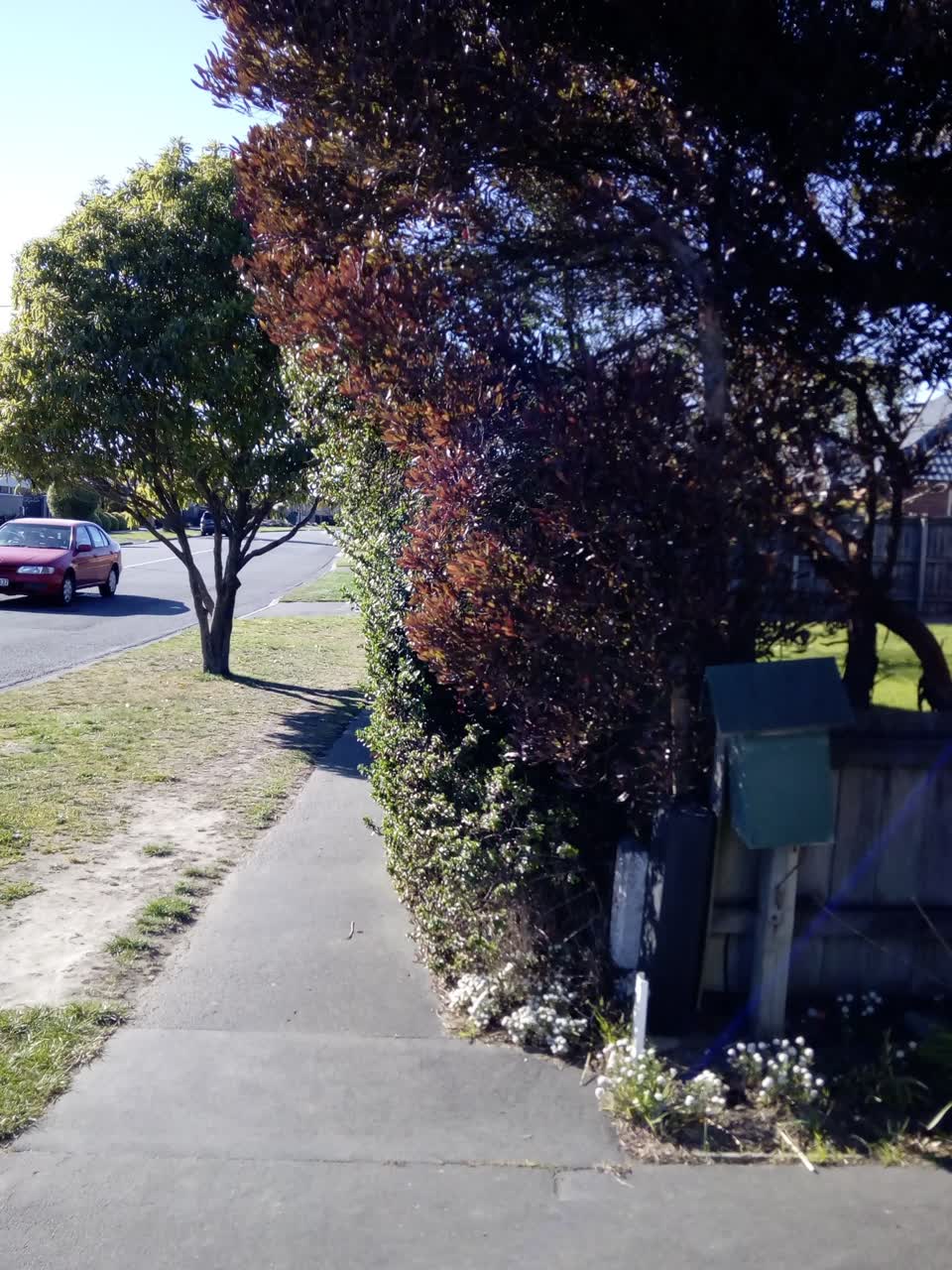 The photograph attached to this overgrown vegetation report