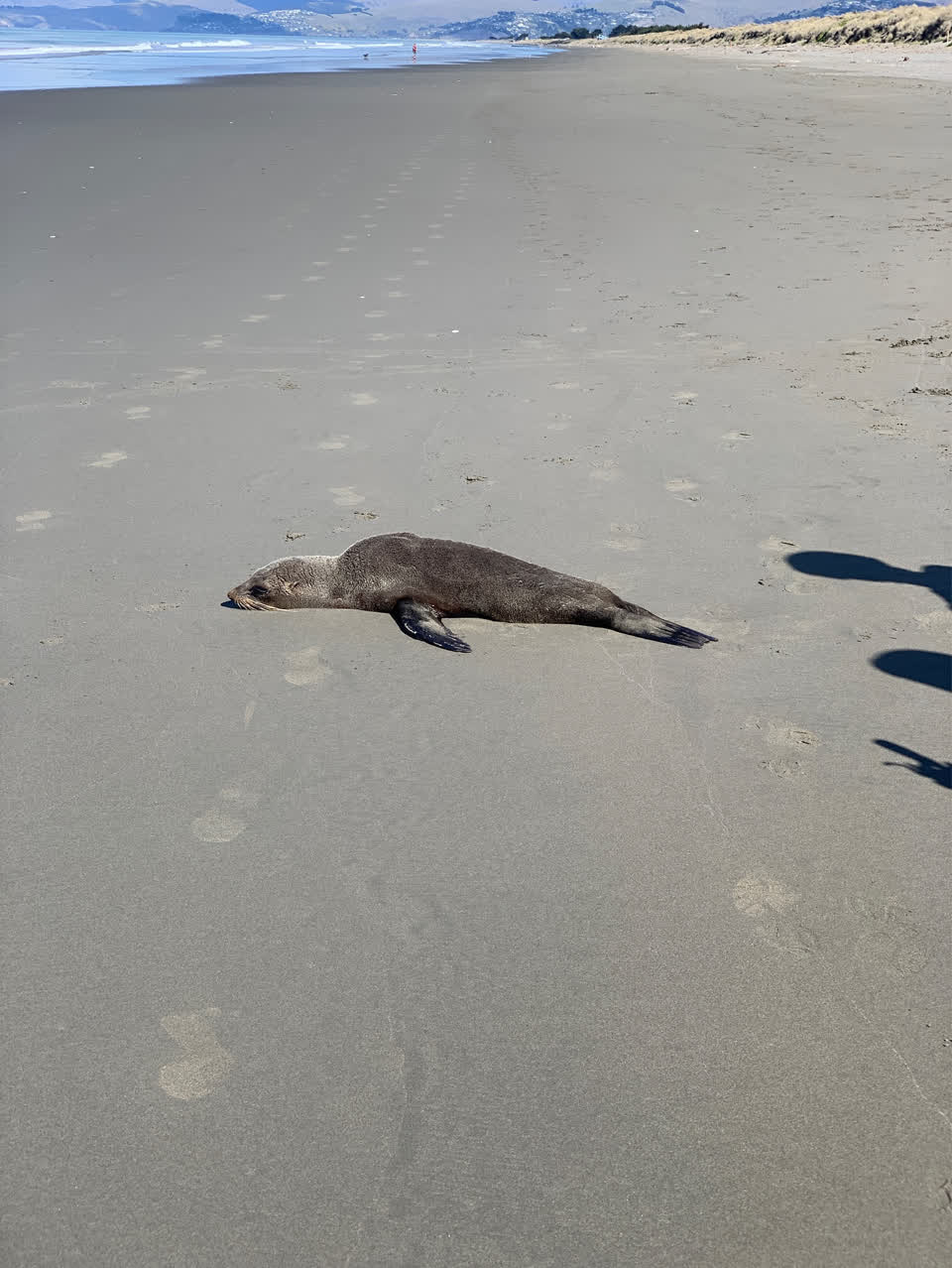 The photograph attached to this animal - general report
