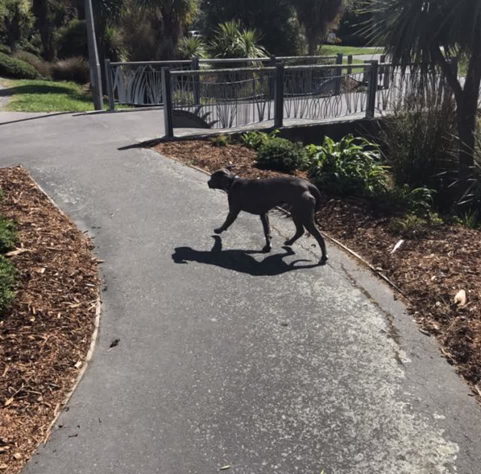 The photograph attached to this animal - domestic report