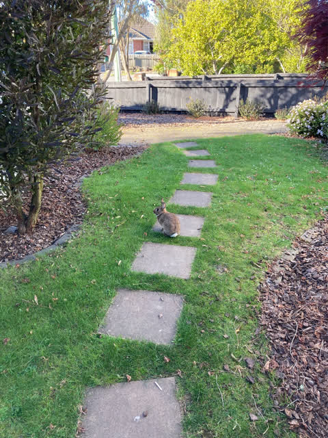 Pest / Vermin, a report photo