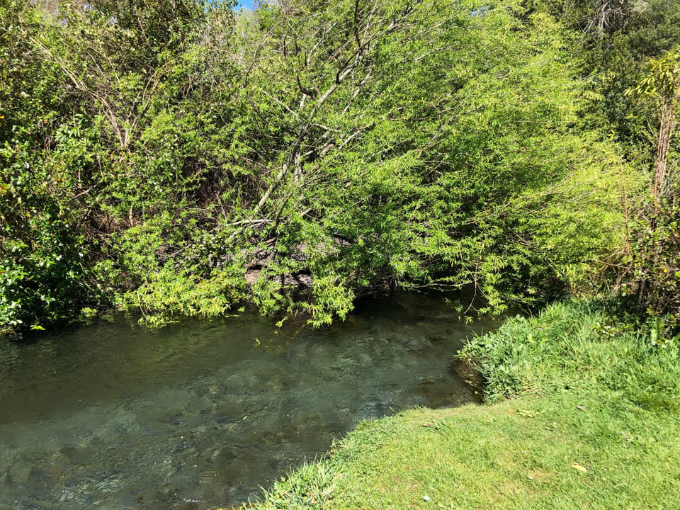 The photograph attached to this overgrown vegetation report