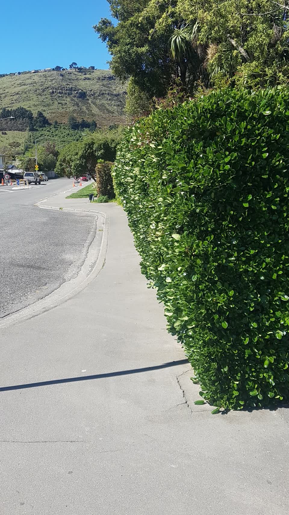 The photograph attached to this overgrown vegetation report