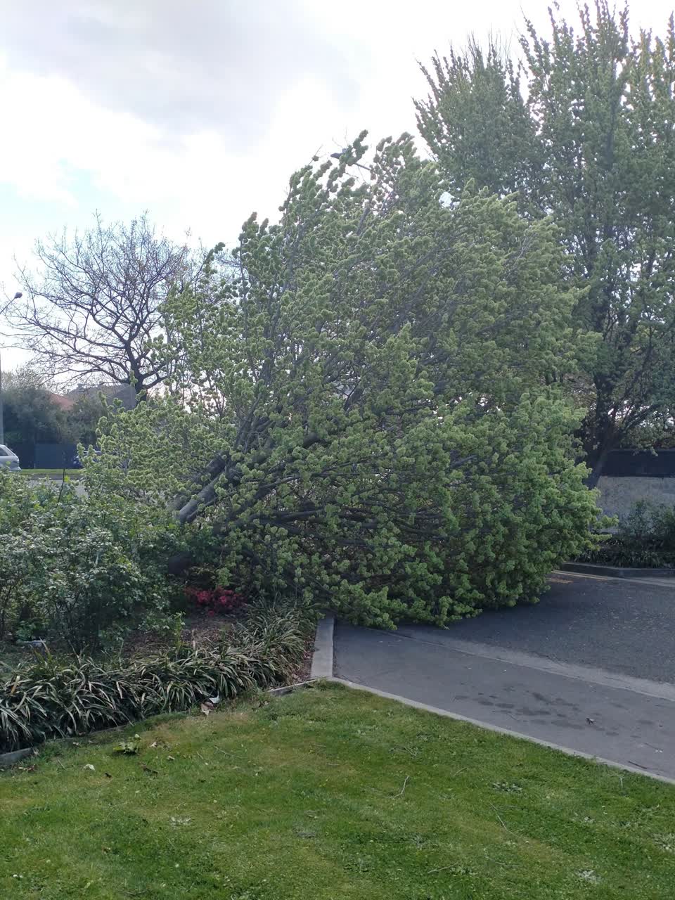 The photograph attached to this fallen tree report