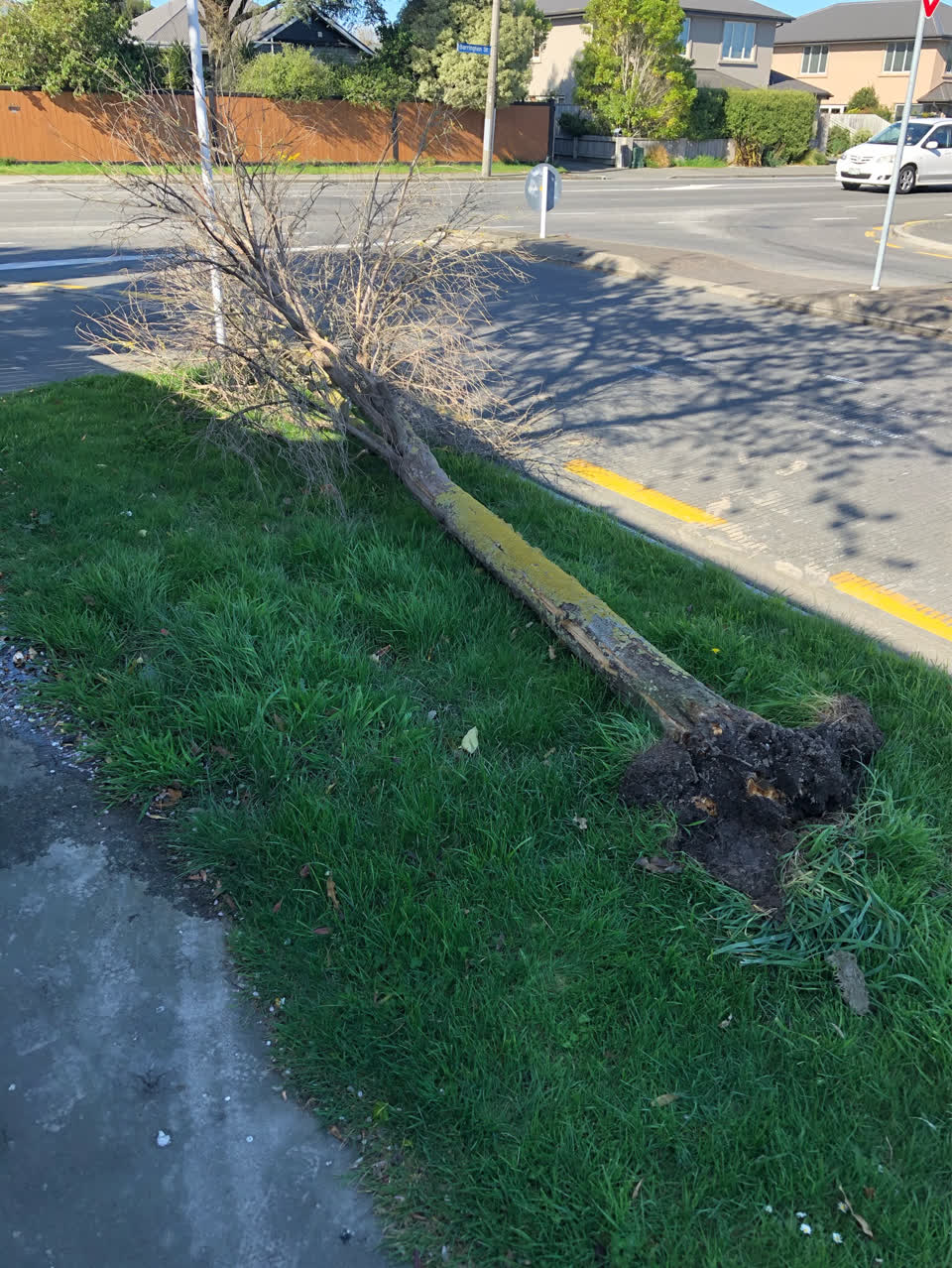 The photograph attached to this fallen tree report