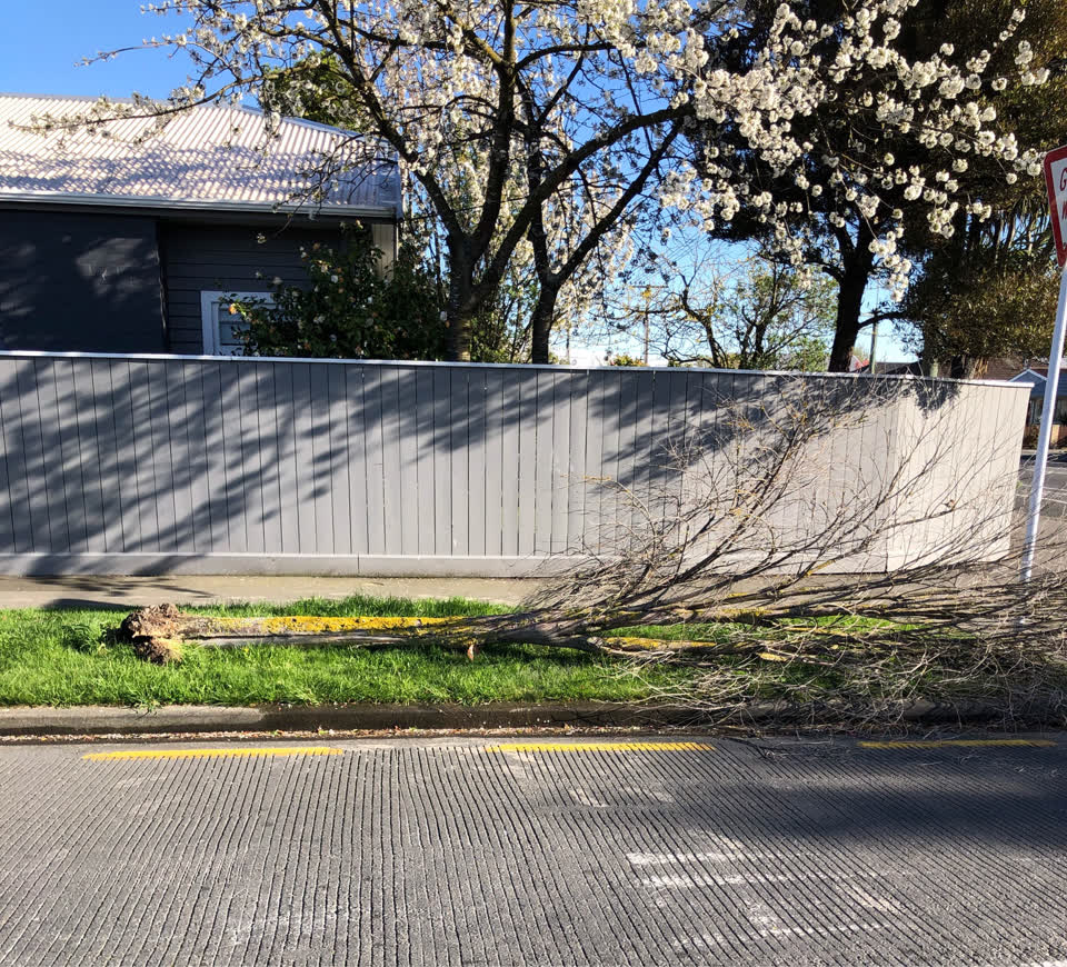 The photograph attached to this fallen tree report