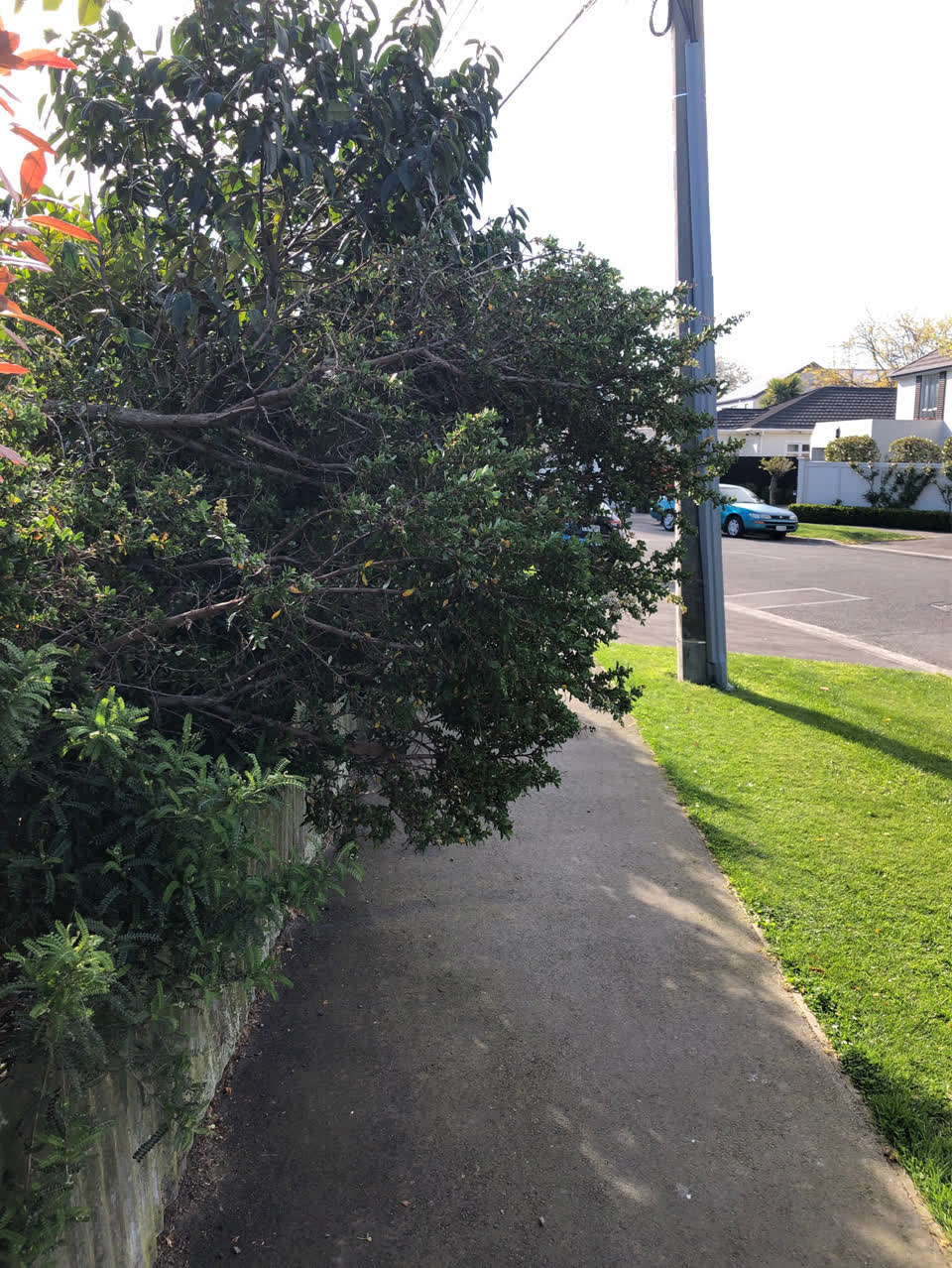 The photograph attached to this overgrown vegetation report