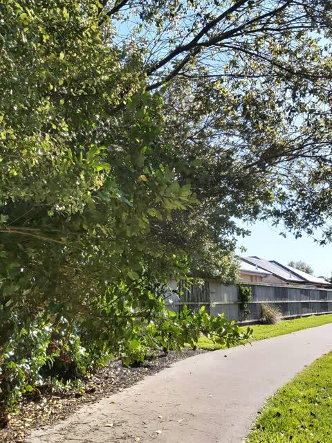 Fallen Tree, a report photo