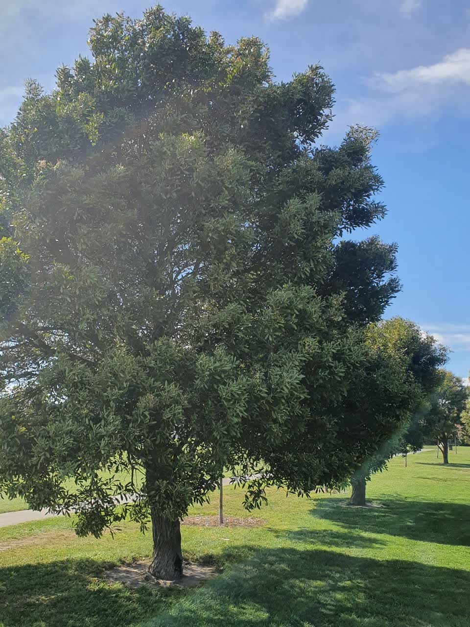 The photograph attached to this trees - general report