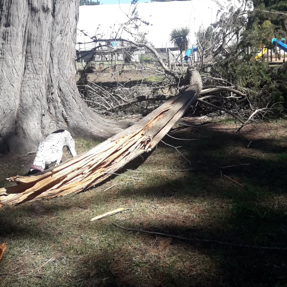The photograph attached to this fallen tree report