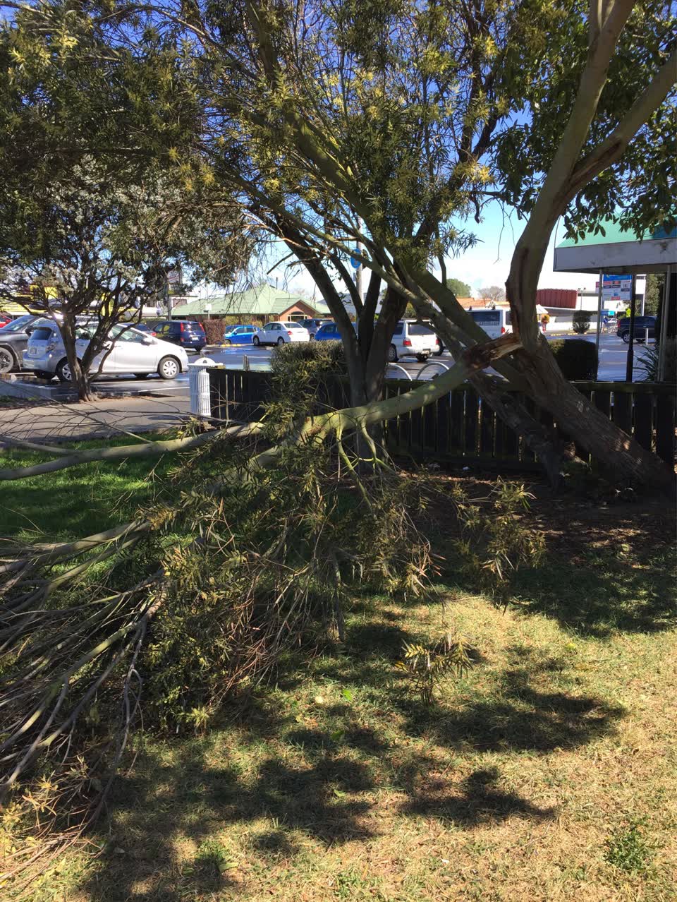 The photograph attached to this fallen tree report