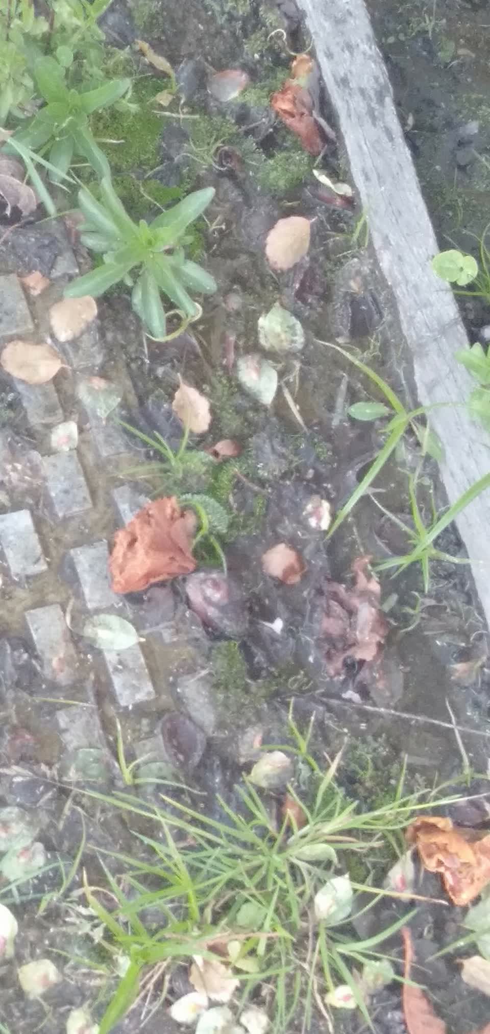 The photograph attached to this sewer - leak / blockage report