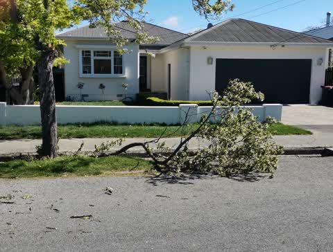 Fallen Tree, a report photo