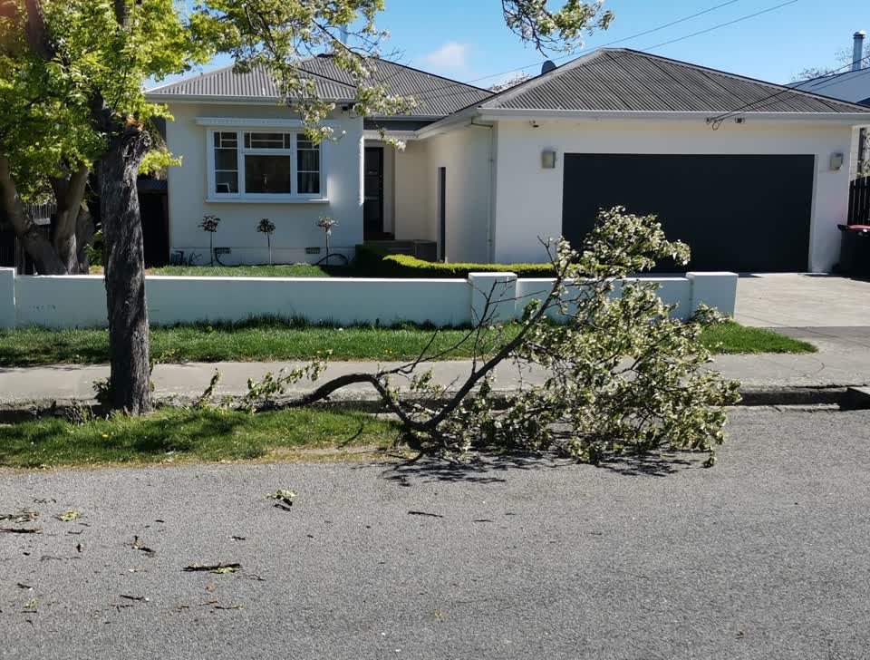 The photograph attached to this fallen tree report