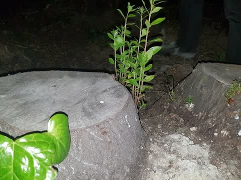 Trees - General, a report photo