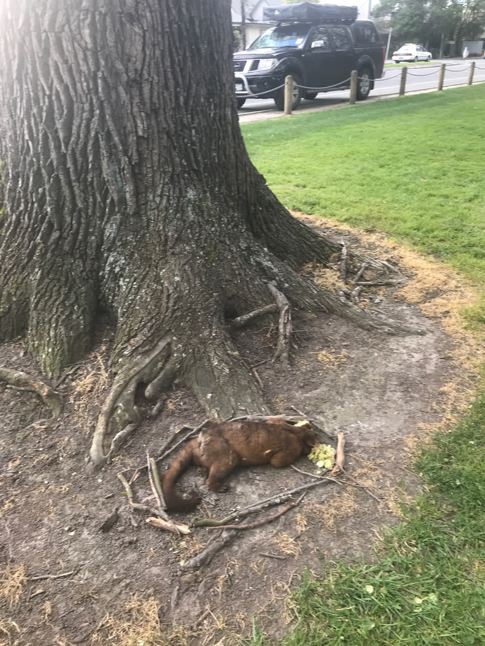 The photograph attached to this animal - deceased report