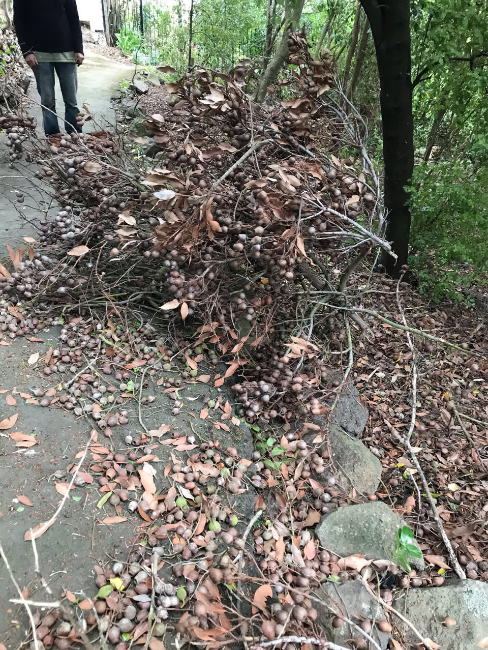 The photograph attached to this fallen tree report