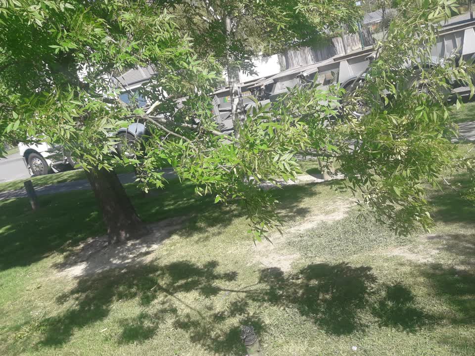 The photograph attached to this trees - general report