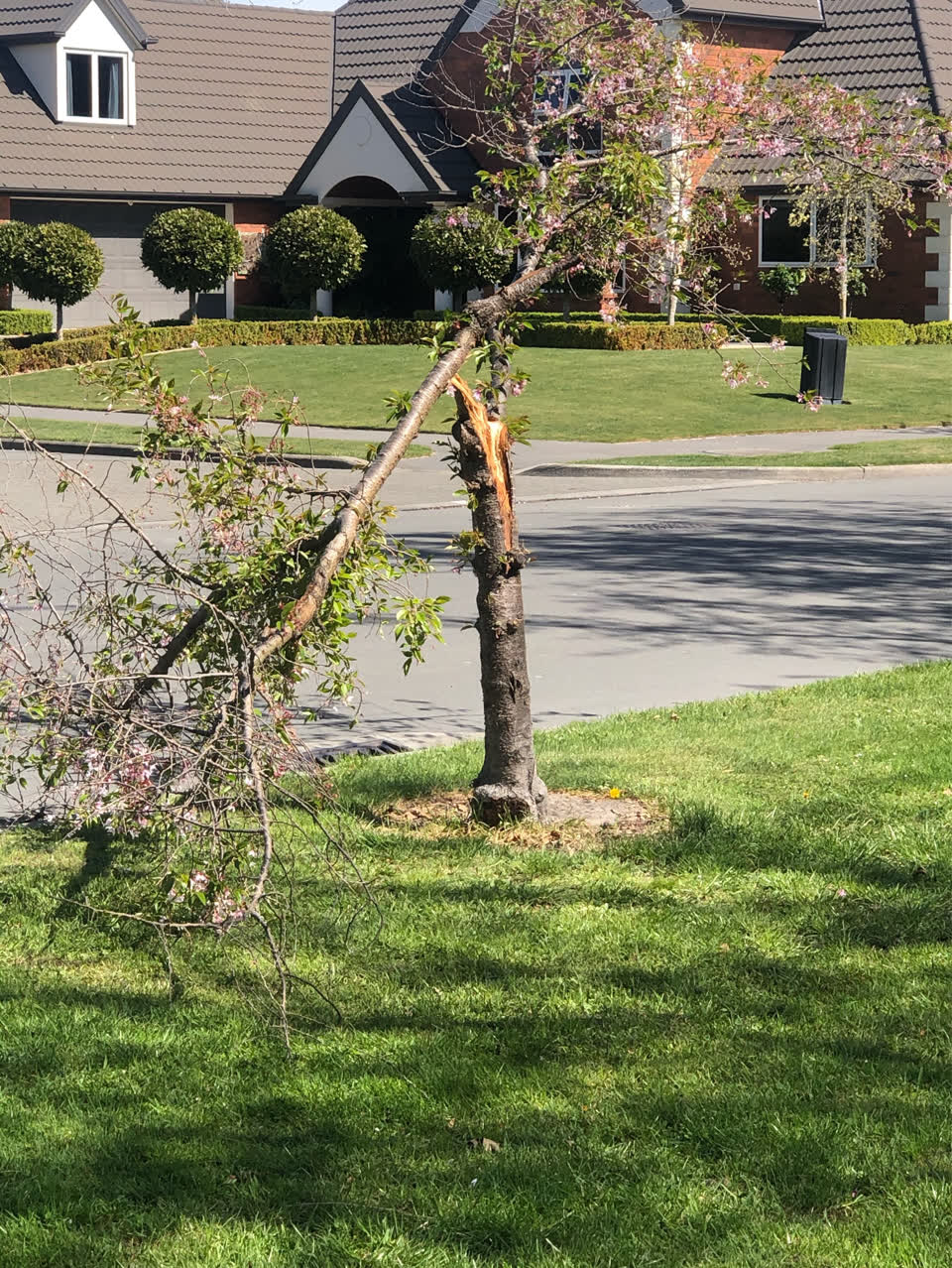 The photograph attached to this fallen tree report