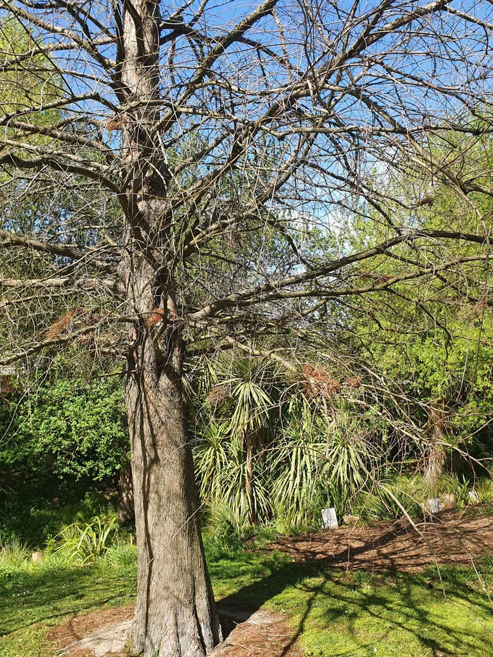 The photograph attached to this trees - general report
