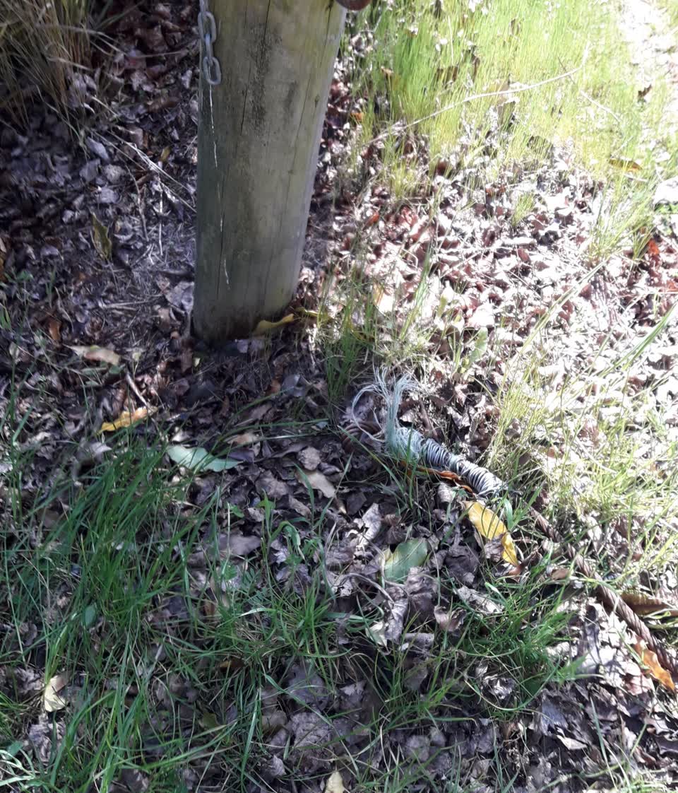 The photograph attached to this parks report
