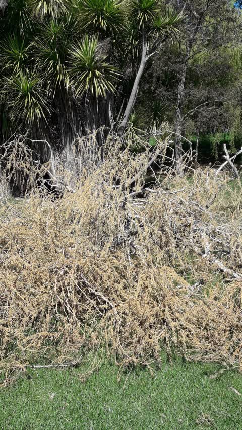 Fallen Tree, a report photo