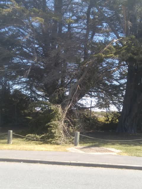 Fallen Tree, a report photo
