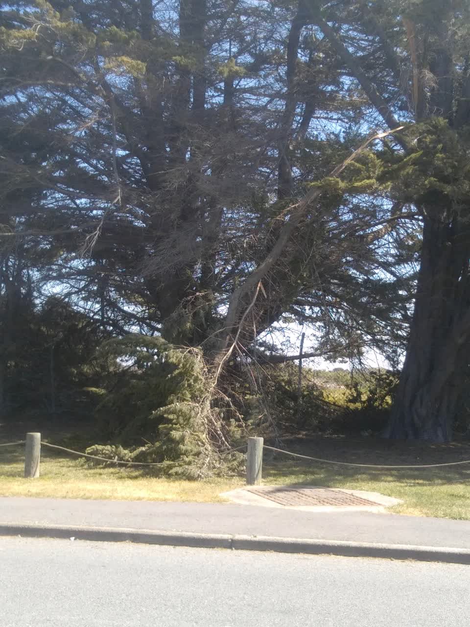 The photograph attached to this fallen tree report