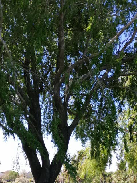 Fallen Tree, a report photo