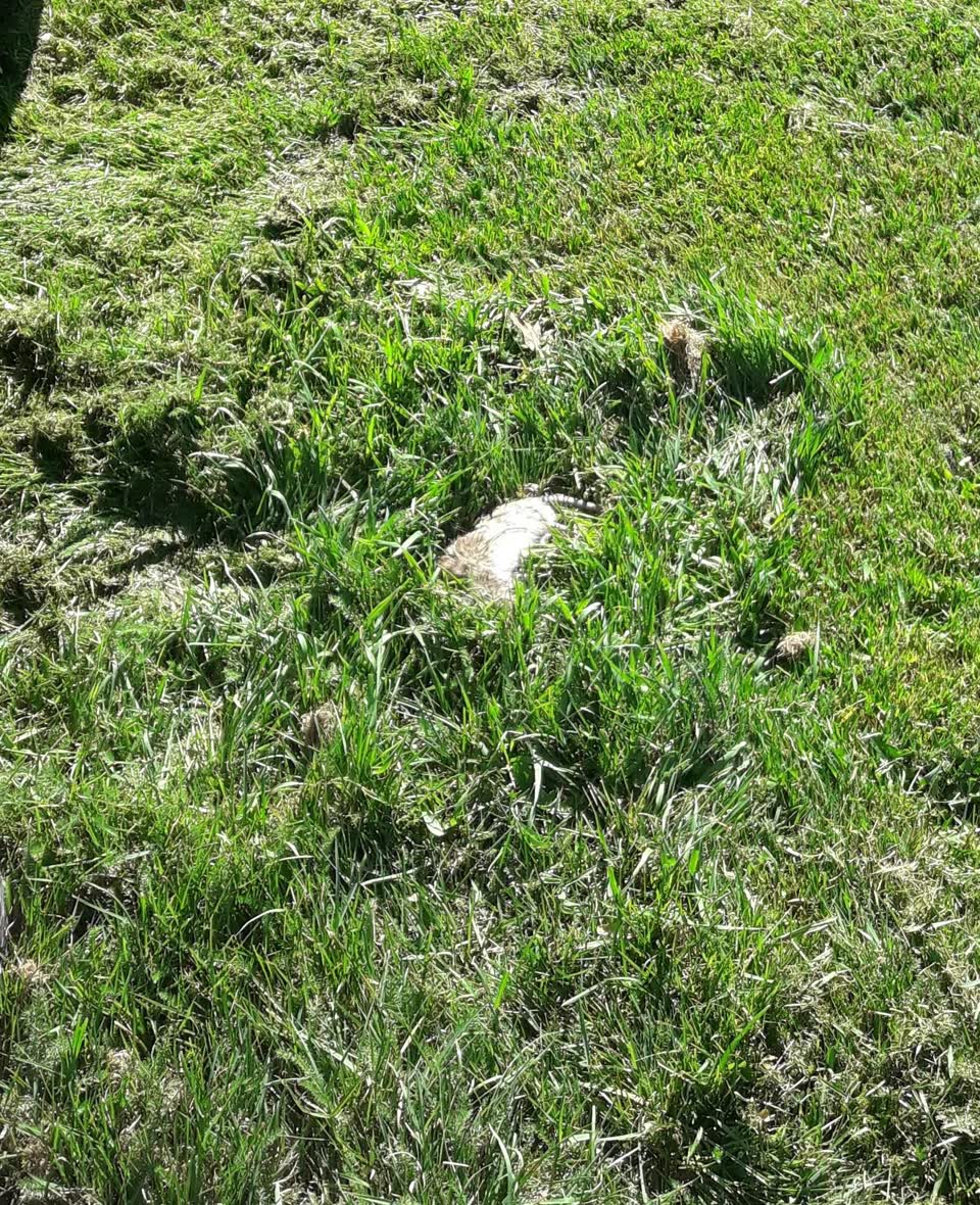The photograph attached to this parks report