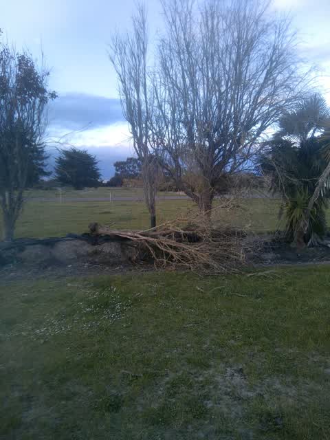 Fallen Tree, a report photo