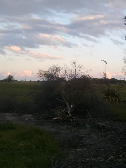 Fallen Tree, a report photo