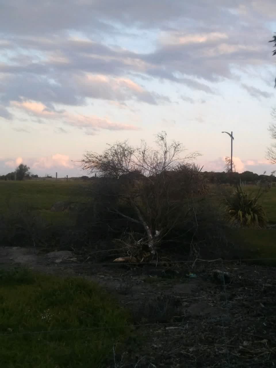The photograph attached to this fallen tree report