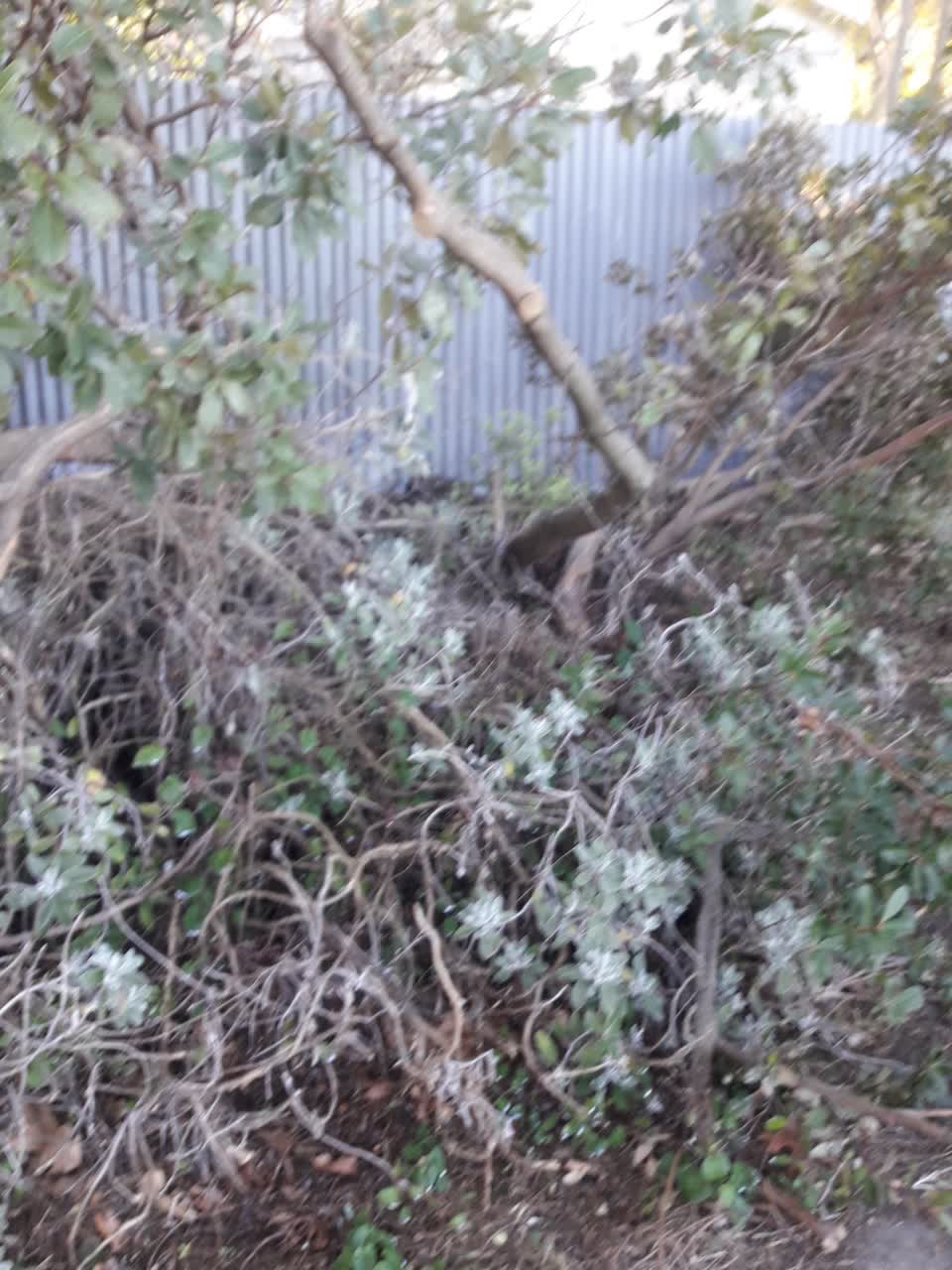 The photograph attached to this parks report