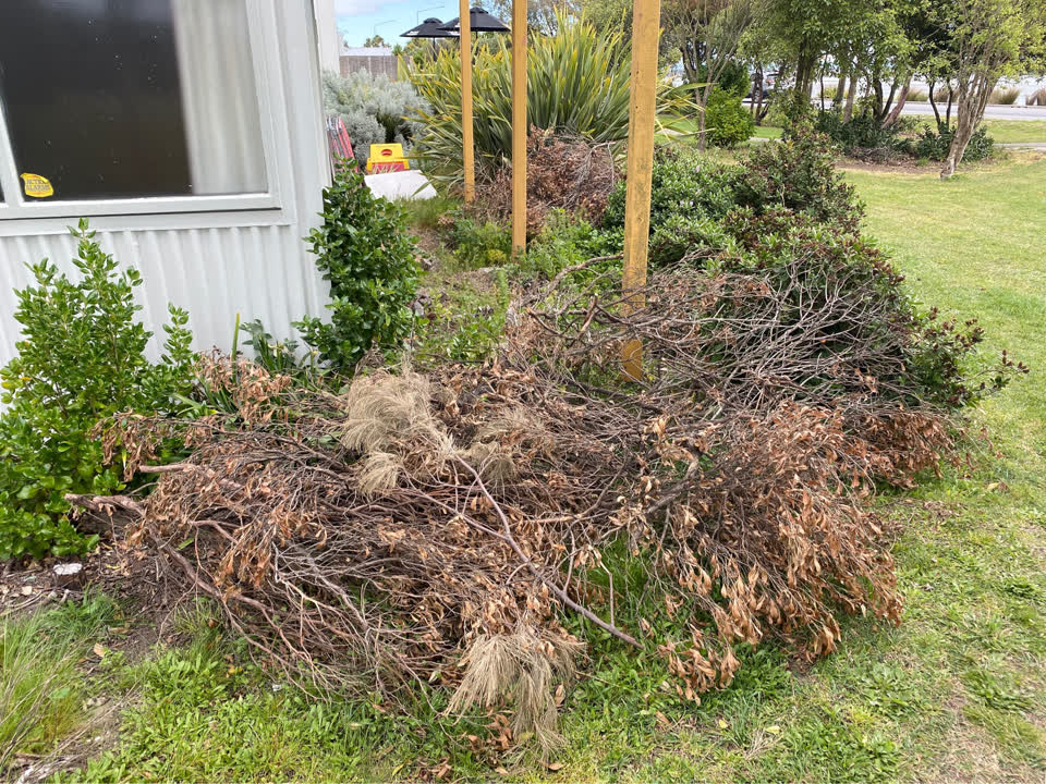 The photograph attached to this overgrown vegetation report