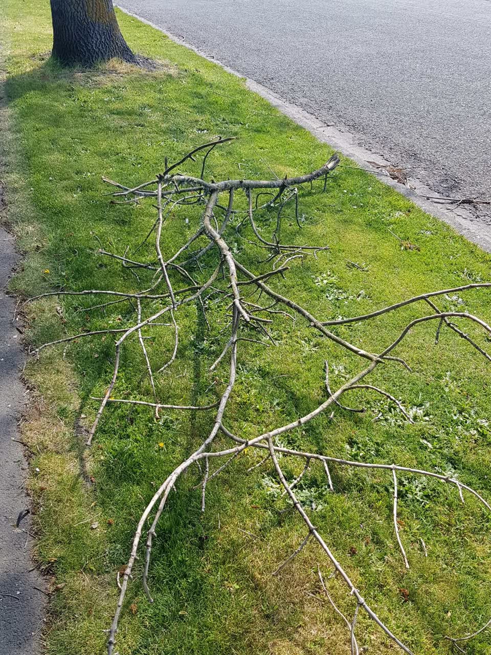 The photograph attached to this trees - general report