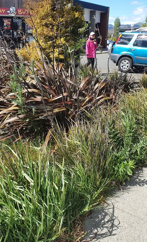 Overgrown Vegetation, a report photo