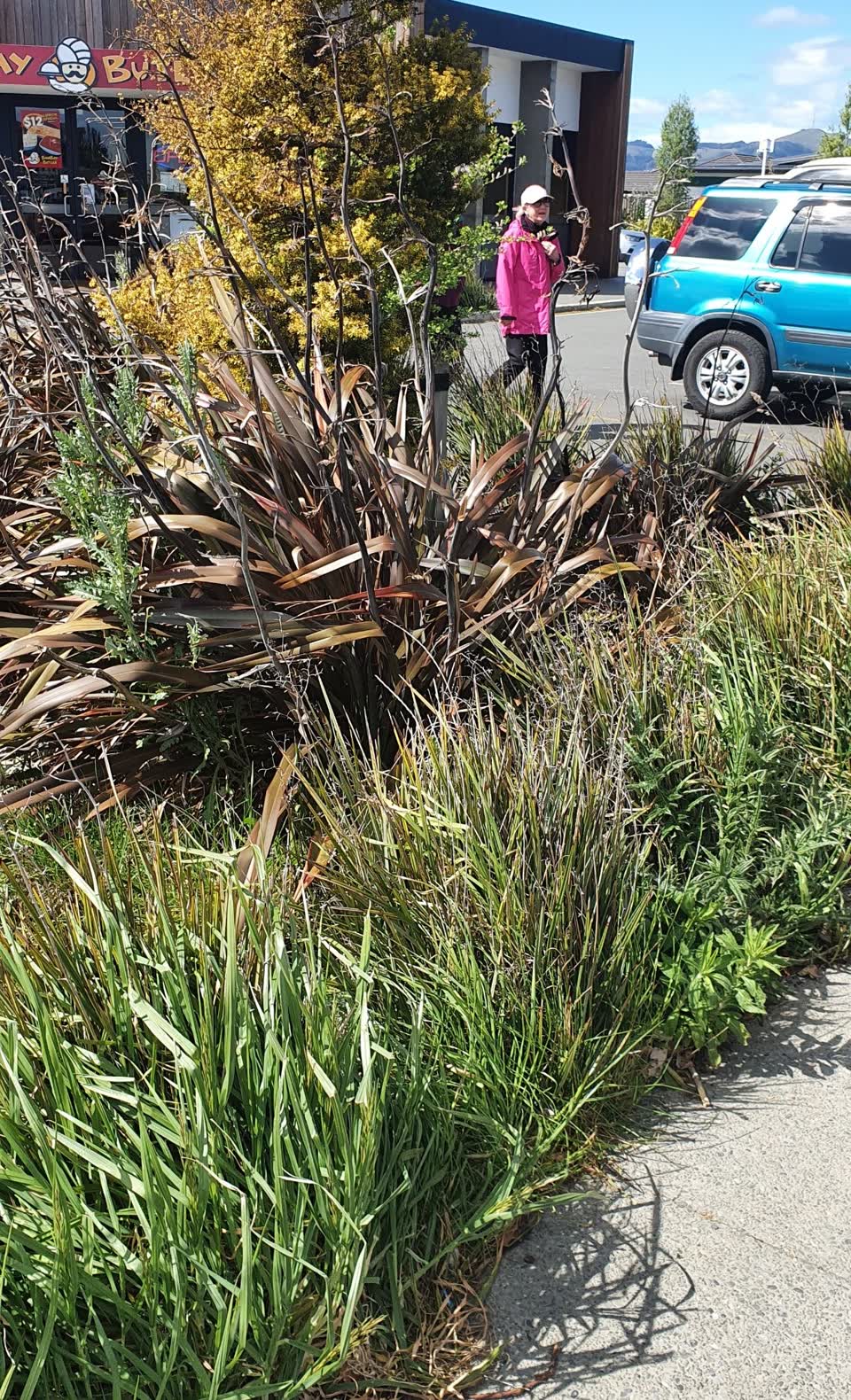 The photograph attached to this overgrown vegetation report