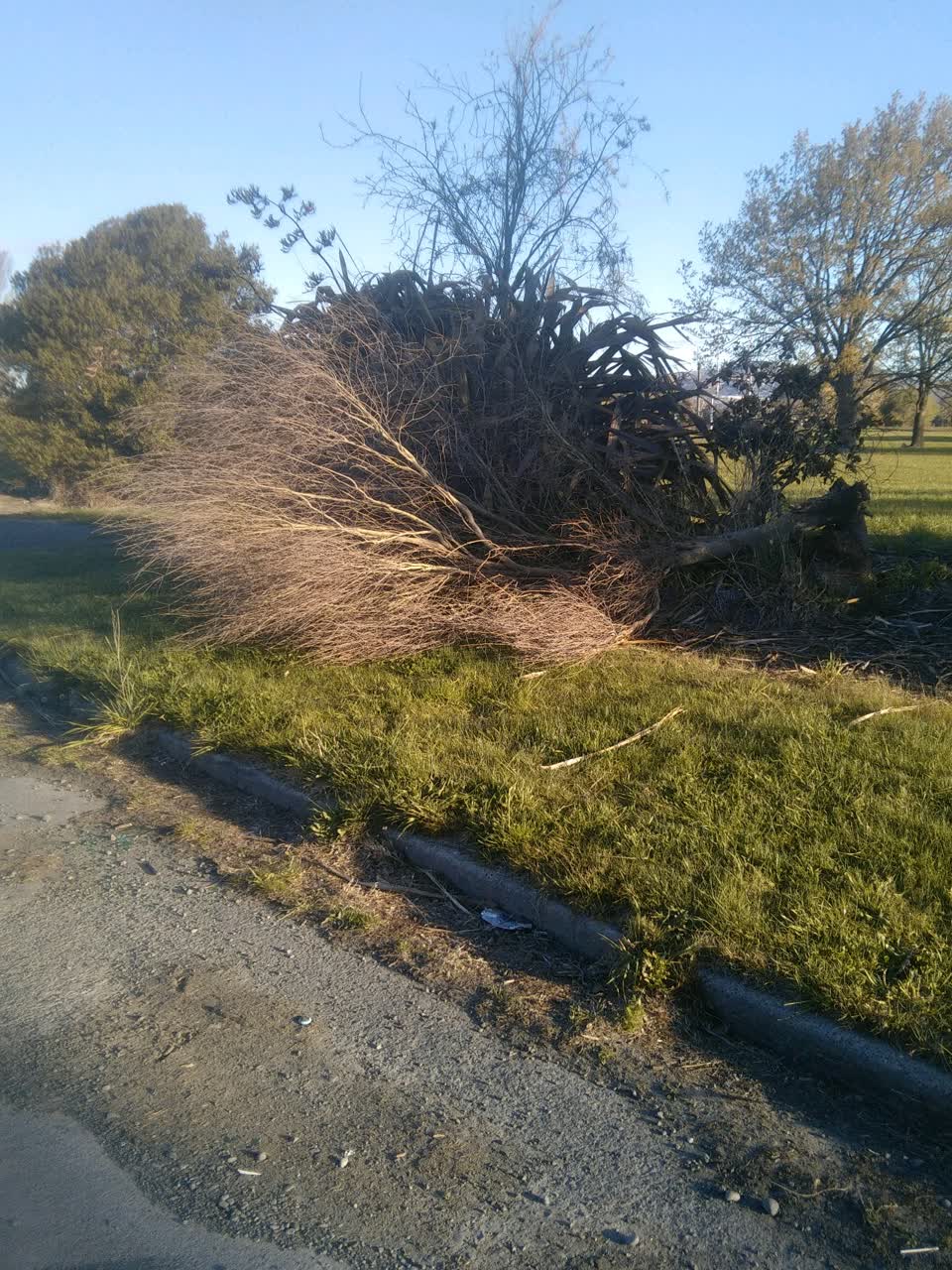 The photograph attached to this fallen tree report
