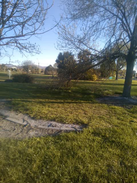 Fallen Tree, a report photo