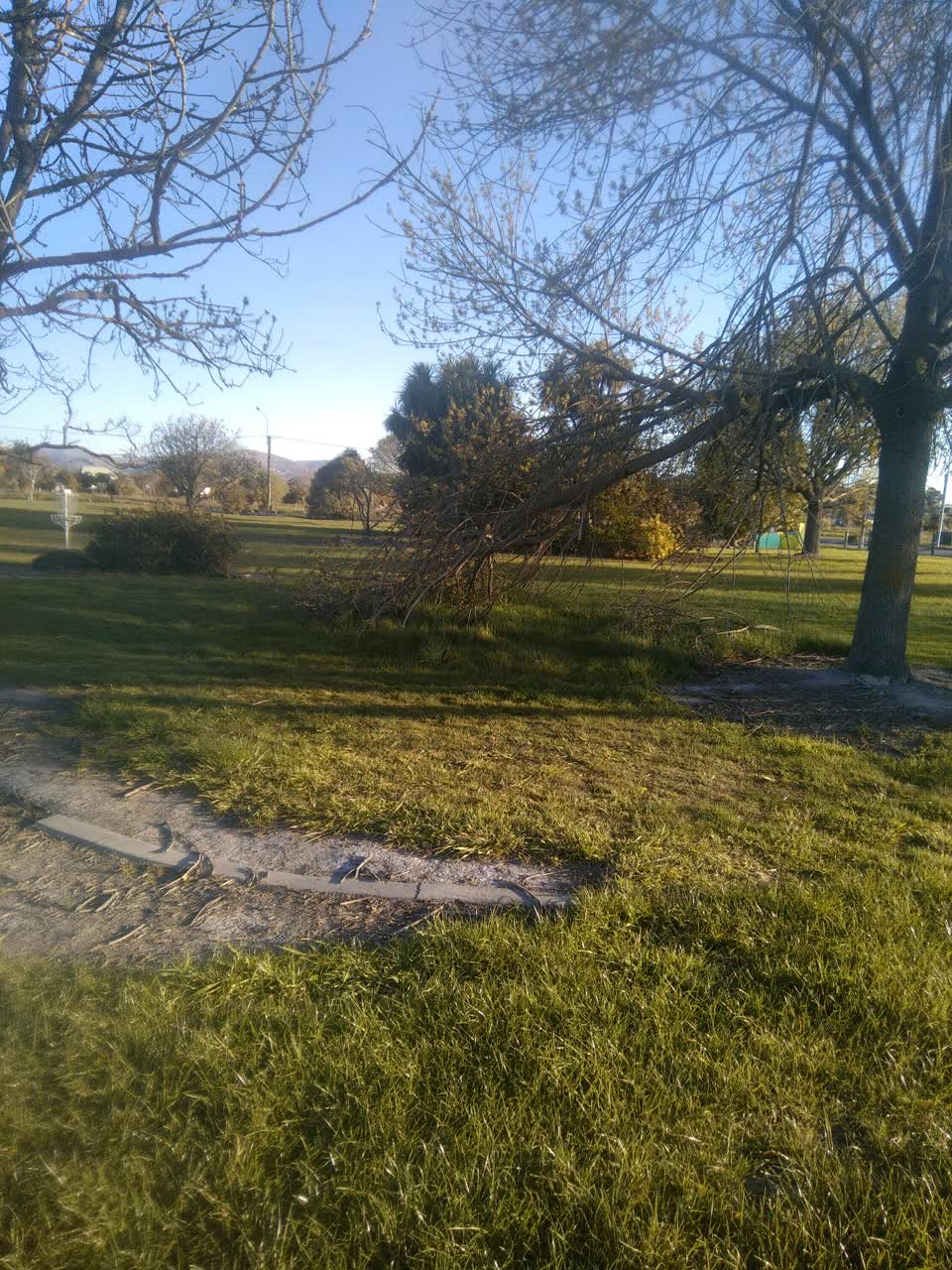 The photograph attached to this fallen tree report