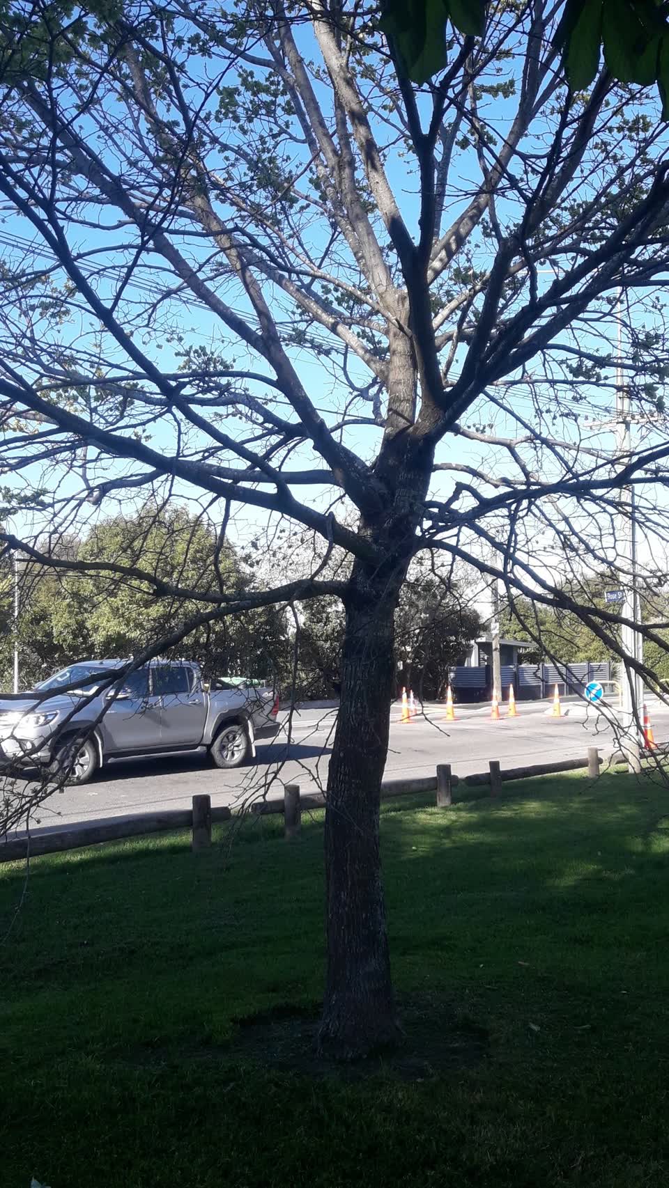 The photograph attached to this trees - general report