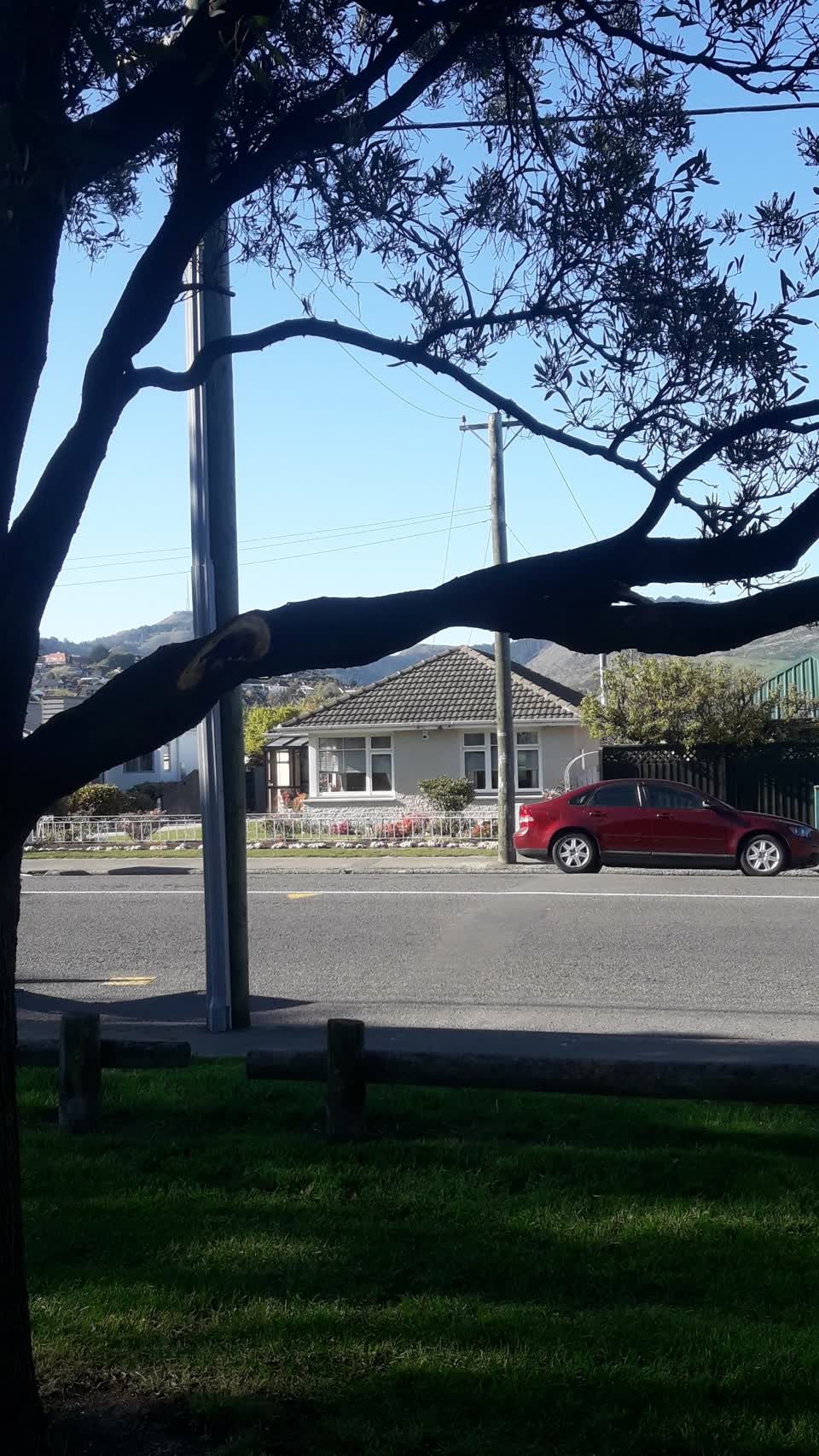 The photograph attached to this trees - general report