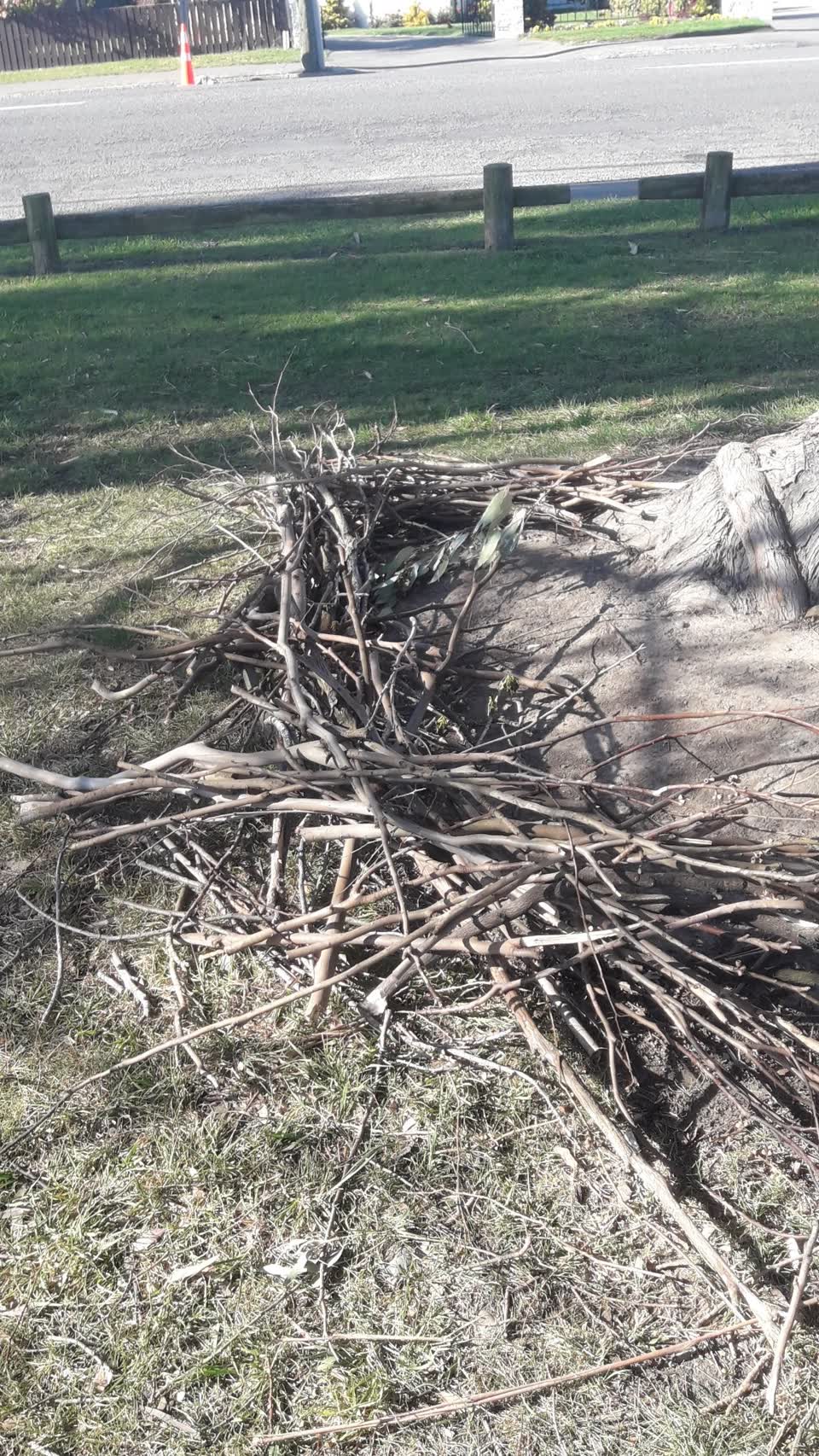 The photograph attached to this trees - general report