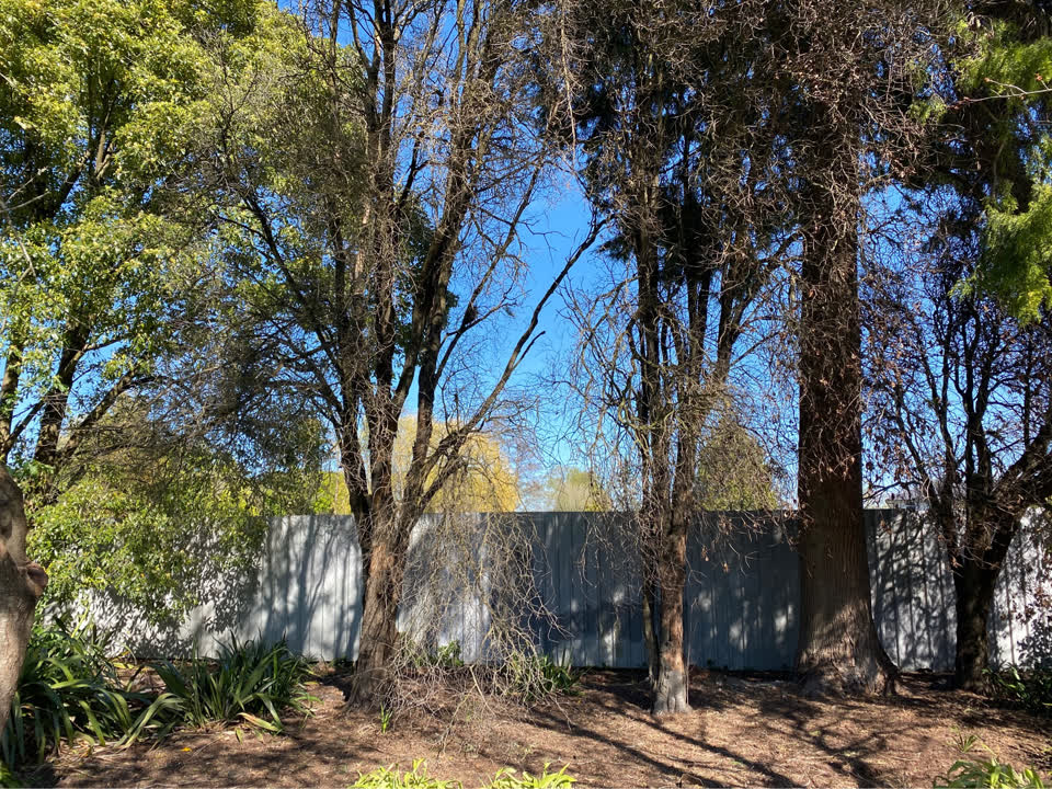 The photograph attached to this parks report