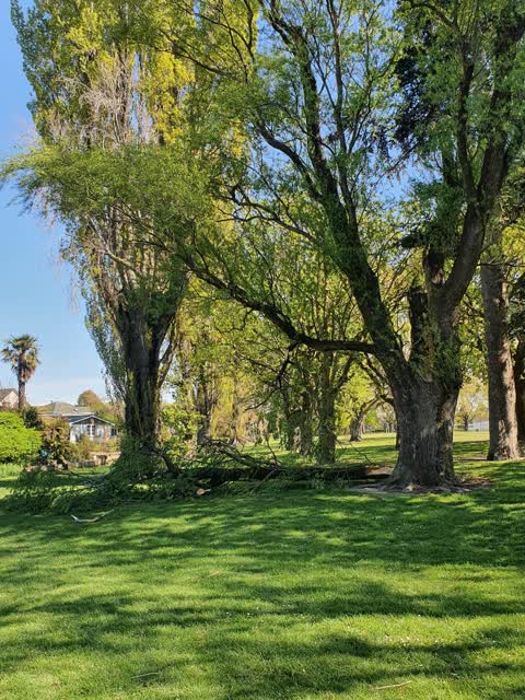 Fallen Tree, a report photo