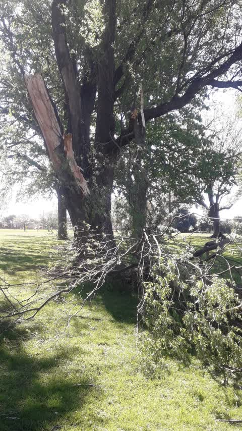 Fallen Tree, a report photo