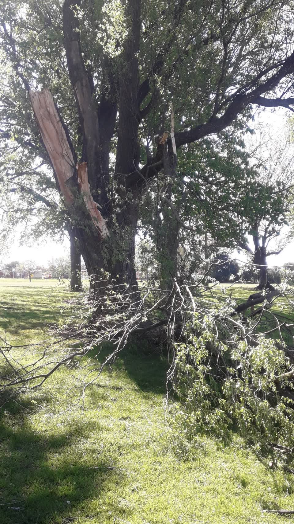 The photograph attached to this fallen tree report