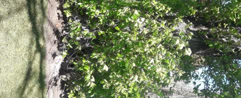 Trees - General, a report photo