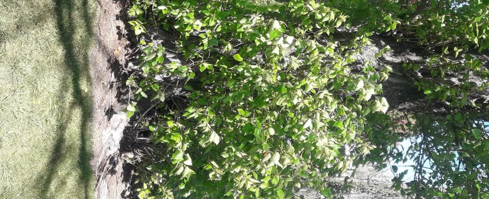 The photograph attached to this trees - general report
